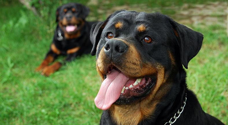 Quels sont les  chiens de catégorie 1 et 2 dits chiens dangereux ?